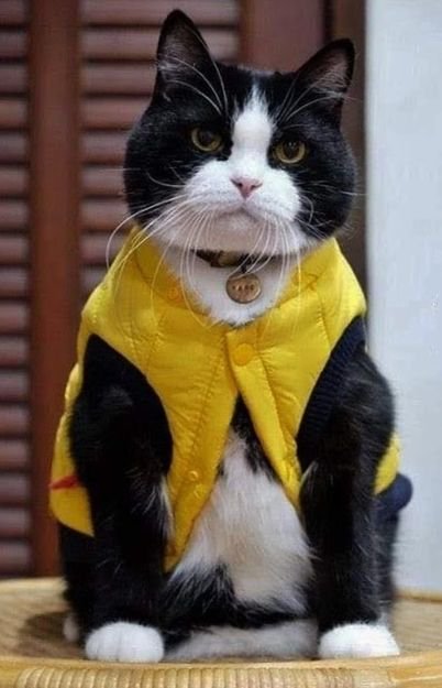 Dieudonne Officiel C Est Qui Ce Chat Dieudonne Officiel C Est Qui Ce Chat