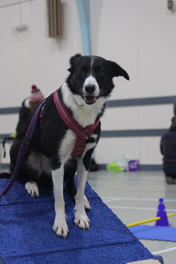 colliefullife's tweet photo. I'm back at the dog club!  Not that I need any training, I can even take myself for a walk!

Moss

#AngusAmbassadog #Dogfriendlyangus #dogsoftwitter #dogclub #dogtraining #fitbone #fitpaws https://t.co/X1nqhszMiN