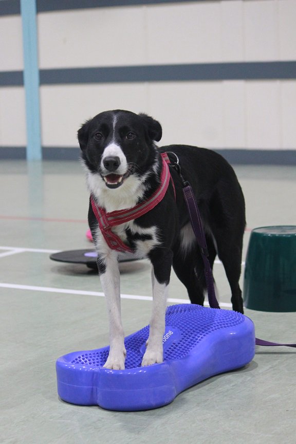 colliefullife's tweet photo. I'm back at the dog club!  Not that I need any training, I can even take myself for a walk!

Moss

#AngusAmbassadog #Dogfriendlyangus #dogsoftwitter #dogclub #dogtraining #fitbone #fitpaws https://t.co/X1nqhszMiN