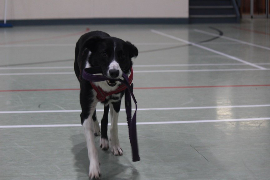 colliefullife's tweet photo. I'm back at the dog club!  Not that I need any training, I can even take myself for a walk!

Moss

#AngusAmbassadog #Dogfriendlyangus #dogsoftwitter #dogclub #dogtraining #fitbone #fitpaws https://t.co/X1nqhszMiN