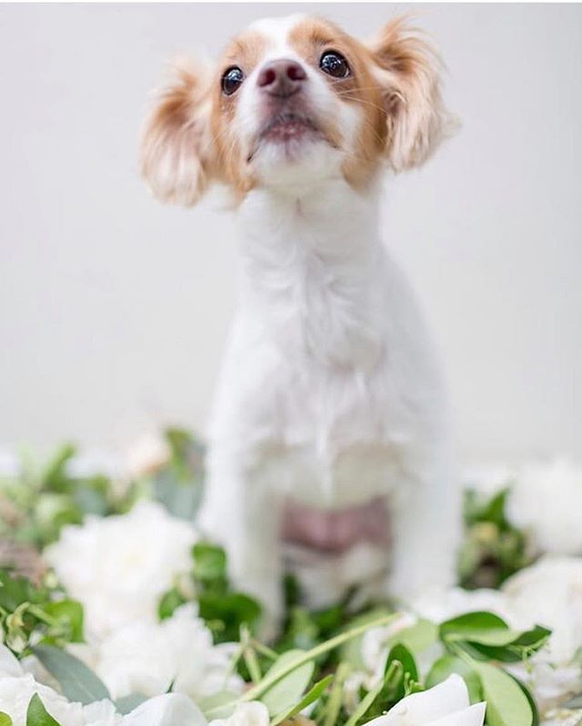 SincerelyPete's tweet photo. Happy 5th birthday to SPE mascot &amp; therapy dog @whateverlolawantsdc!! .
.
.
#puppy #dogsofinstagram #igdc #acreativedc #dogmom #alexandria #dcdogs #buzzfeedanimals #mustlovedogs #dailyfluff #ilovemydog #dogoftheday #smalldog #rescuedog #luckydog #barkhap… https://t.co/q9hEAWqGm2 https://t.co/ScW5fngprc