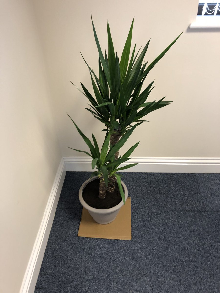 My contribution to the new EMS UK office...don’t say I’m not a team player!