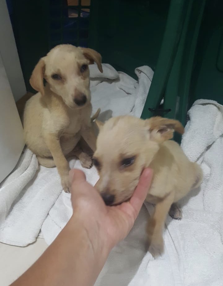 soyevediseno's tweet photo. #URGENTE #Ezeiza 4Cachorritos rescatados! Se necesita #tránsito x 15 días! Por favor me ayudan a RT🙏🏻💙🐾 @draquemaria1 @animalesolos @sanmarza64 @Van_Saskia  @LOLET38 @milmariposas__ @evelyn_m_k @gabilalala1 @NoraRpa @cinyrum @leynomastas @Chuca @PaoRivero84 @claugomez1960 https://t.co/wcwZEPBI8K