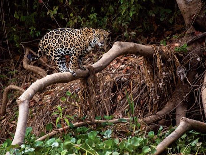 IVCultura's tweet photo. Hoy se inaugura la exhibición fotográfica: “Jaguares: de mito ancestral a imperativo de conservación actual” en el malecón de Puerto Vallarta.

@GobVallarta
@delpuertotv https://t.co/qXzUQXGQBl