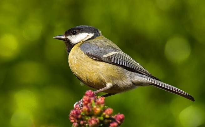 PopSci's tweet image. Great tits are killing birds and eating their brains. Climate change may be to blame. pops.ci/killertits