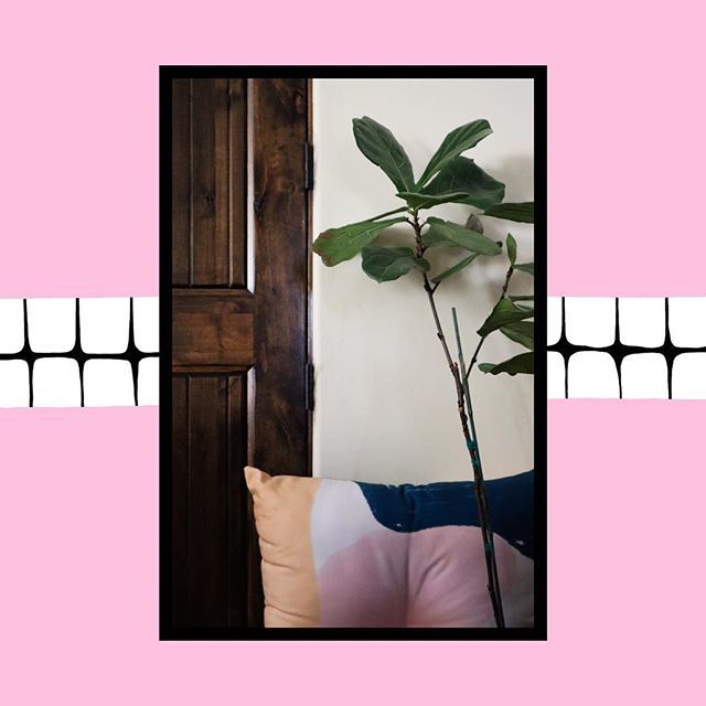 GeometryHouse's tweet image. Under the Fiddle Leaf Fig is where you’ll find the Passionfruit Square Floor Pillow. bit.ly/2smF3nI