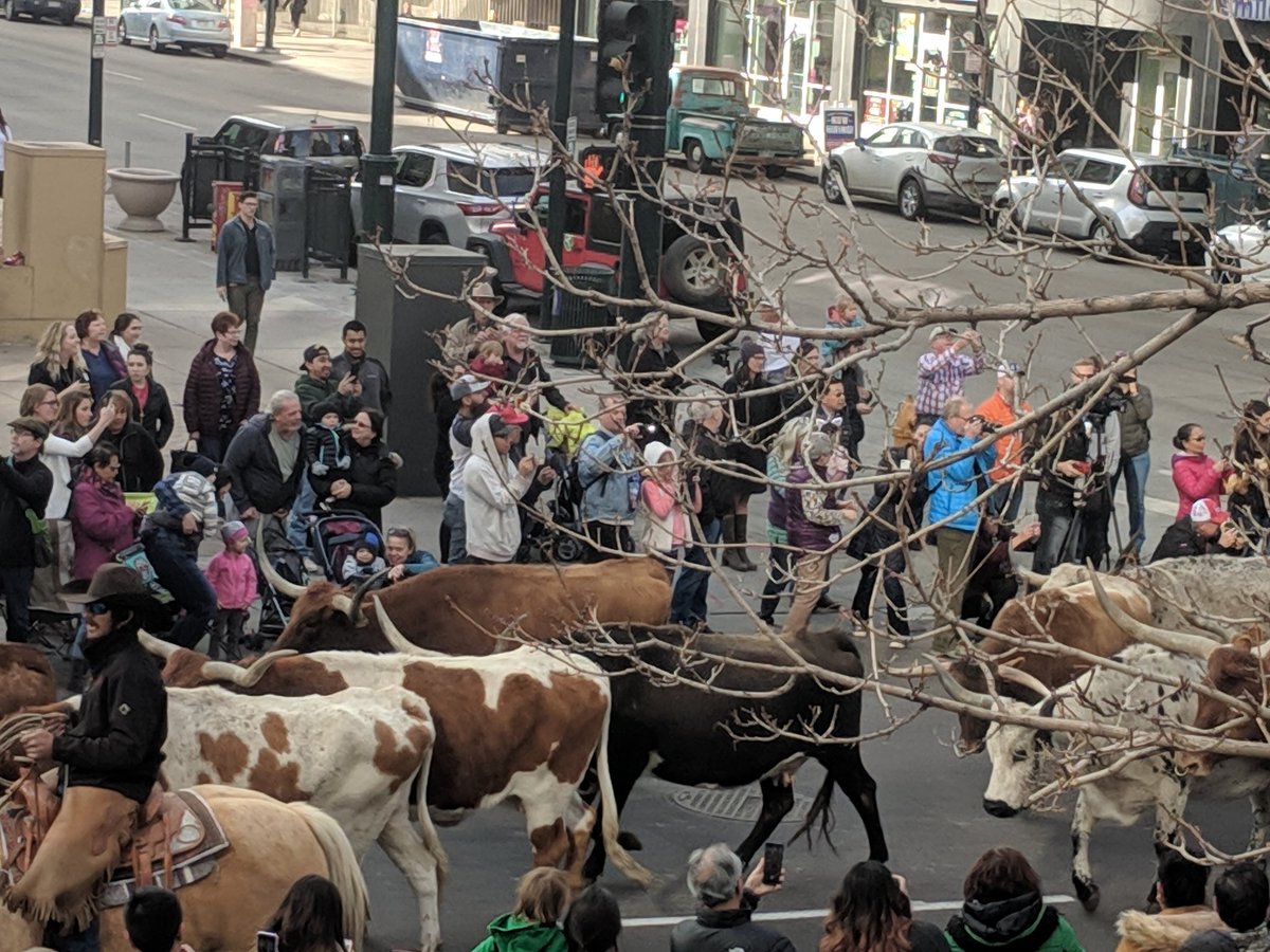 robertlega's tweet image. If there's steers in the streets, it's gotta be @NationalWestern stock show in @DowntownDenver #yeehaw