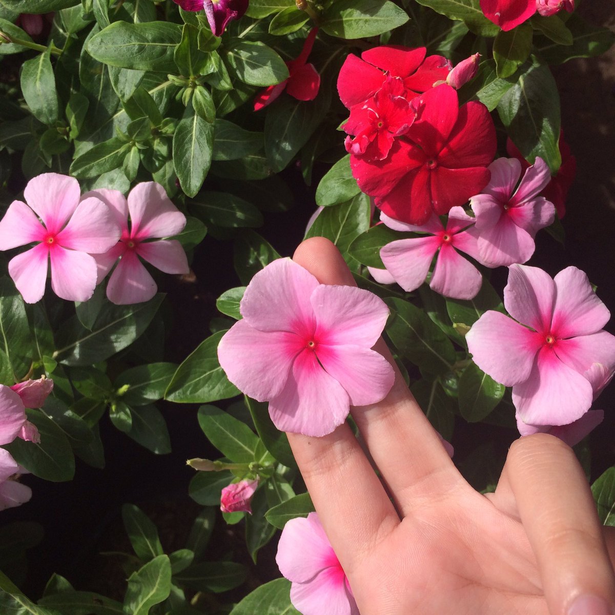 _catlisa's tweet photo. Morning ☺️💗 https://t.co/q0LrdudaQR