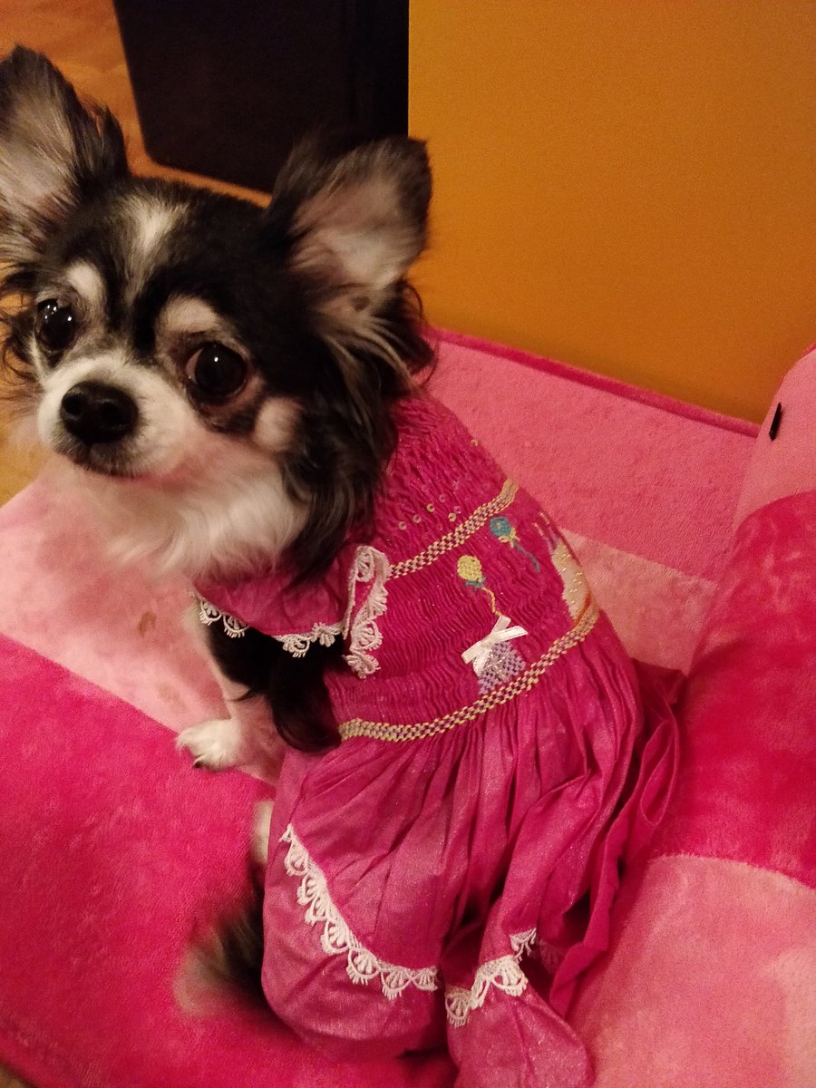 hanhpham's tweet image. happy birthday 🎂#kumascloset #spoileddoglife