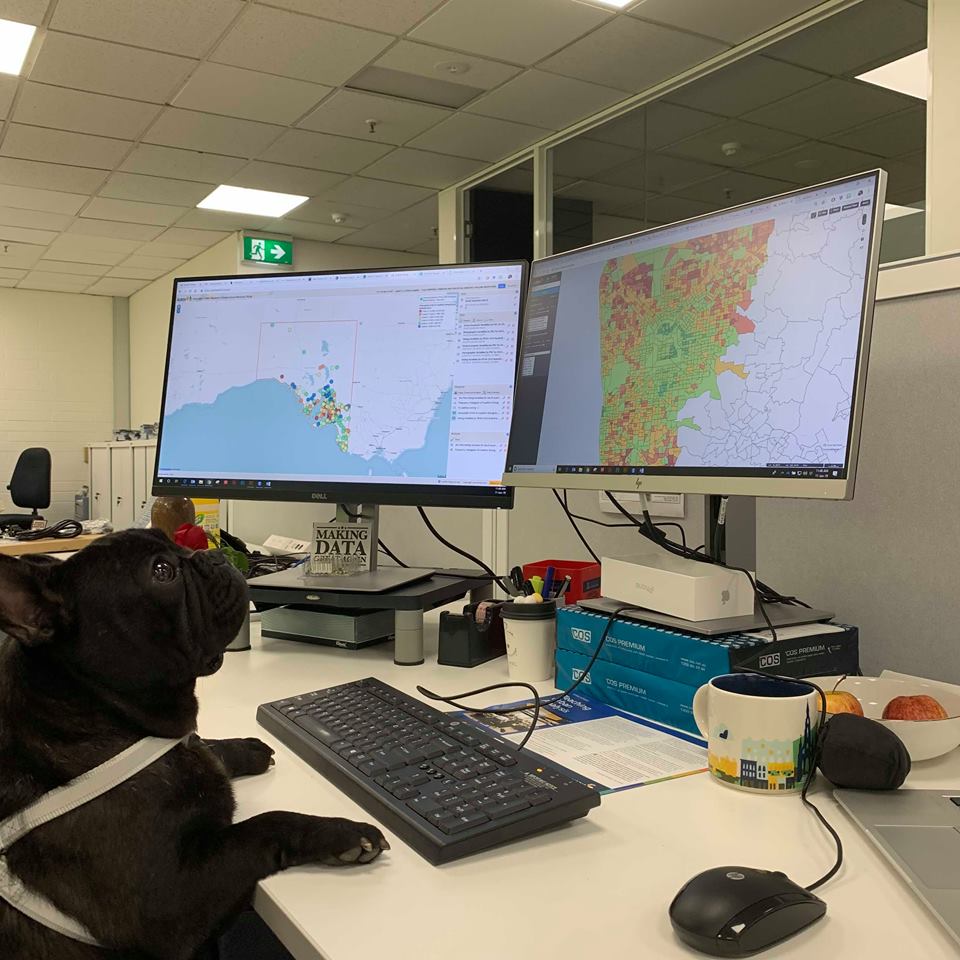 aurin_org_au's tweet image. Our Data Hounds work tirelessly to ensure AURIN data is  rrrrrelevent, aarrrrr -curate and interrrrrrrroperable!   #datadogs #frenchiefriday #officedogs #AURINMascot
