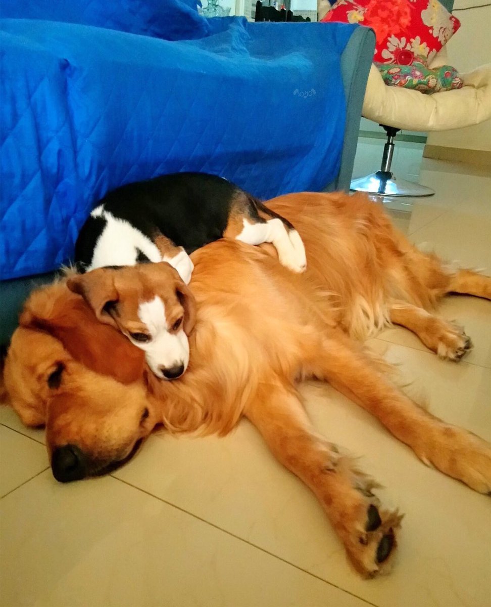 dog_rates's tweet image. Say hello to Leo and Groot. They have a commensalism relationship in which Leo benefits and Groot neither benefits nor is harmed. 13/10 for each