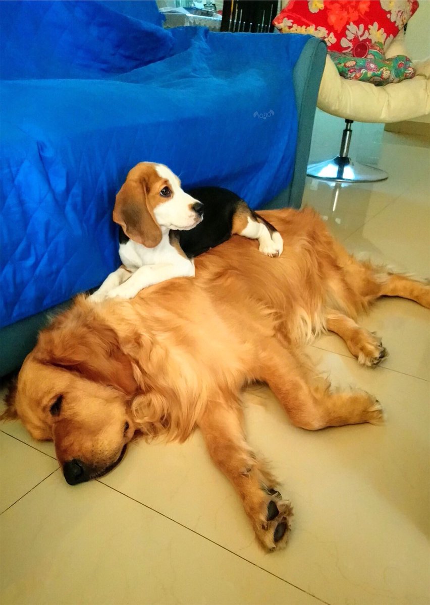 dog_rates's tweet image. Say hello to Leo and Groot. They have a commensalism relationship in which Leo benefits and Groot neither benefits nor is harmed. 13/10 for each