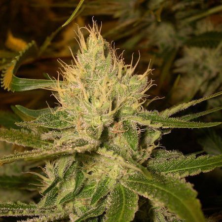 AmsSeedcenter's tweet photo. #CANNALOPEHAZE - #REGULAR - @DNAGenetics https://t.co/H2j8zzXYFn #AmsterdamSeedCenter https://t.co/kBEUiafhpr