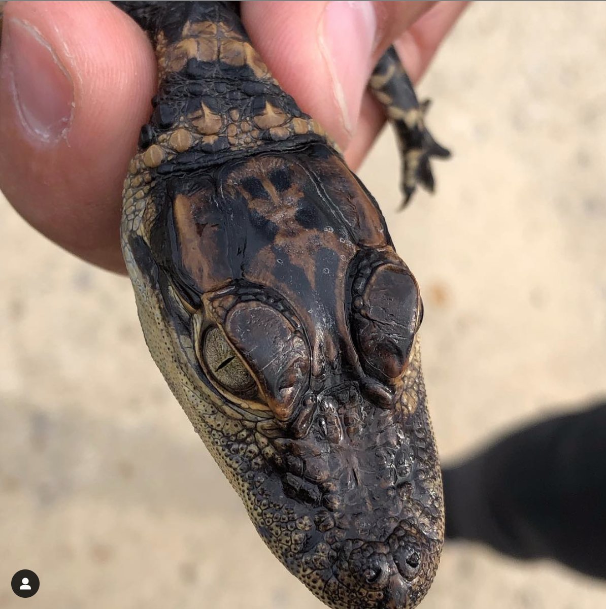 Our new friend is called E.T. for a reason. Look closely... this is bigger then the #nunbun... 👽😏😜<a href="/Gatorland/">Gatorland Orlando</a> 
.
.
.
.
#alien #gammablast #inspiredblast #norushing <a href="/AncientAliens/">Ancient Aliens</a> #orlando #Iwanttobelieve #gatorsrule #gatorsinnervoice #contentmarketing