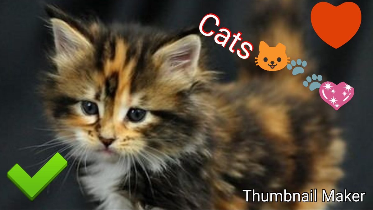 holcat261 tweet picture