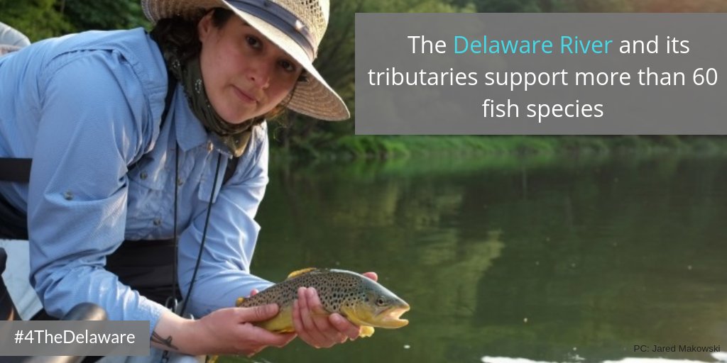 DelRivCoalition's tweet image. We're #4theDelaware because the Delaware River and its tributaries support more than 60 fish species, including migratory species such as eels! Some of the most abundant fish species include American shad, banded killifish, white perch, bay anchovy, and blueback herring. 🐟🐠🦐🐚