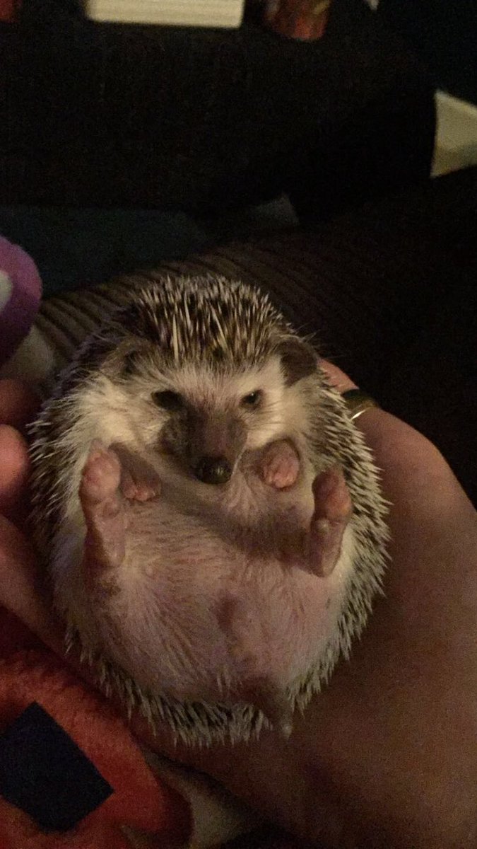 Wasssuuuup team! #shesayshello