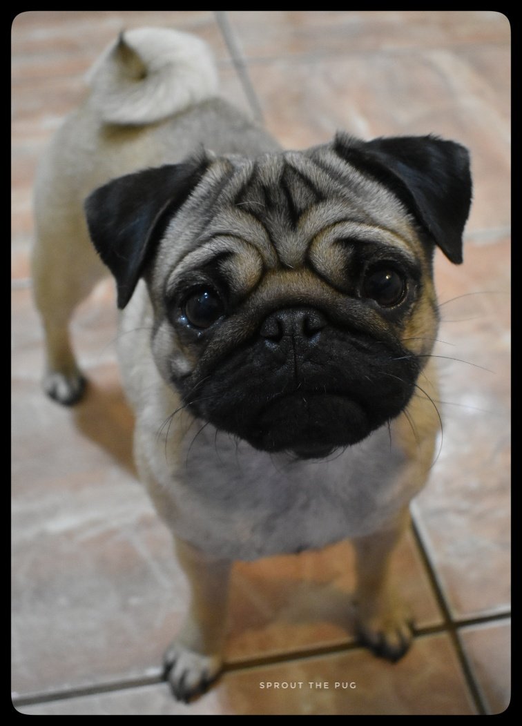 SproutThePug's tweet photo. Sparkle here!
TODAY IS MY BIRTHDAY!!!
You know what that means...CAKE!! 🎂
#IAmTwo #birthdaygirl #birthdaycake #cake #puglife #drools #dogs #ThursdayThoughts https://t.co/54THvSiwgw