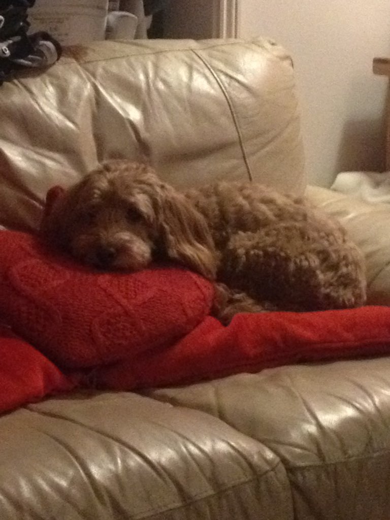 grocer_on_green's tweet image. Someone had a tough day? #MrT #Cockerpoo #SofaDog