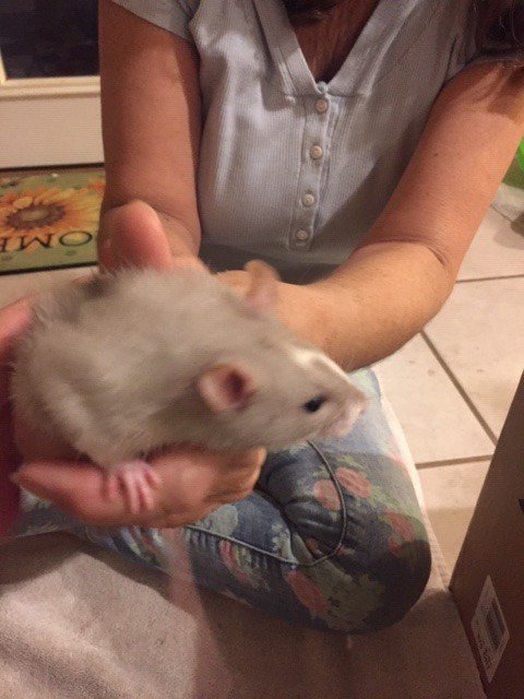 We have bunches of babes up for adoption! 13 boys and 11 girls! Expect to see a lot of baby ratty pictures the next couple of days. #rats #ratties #petrats