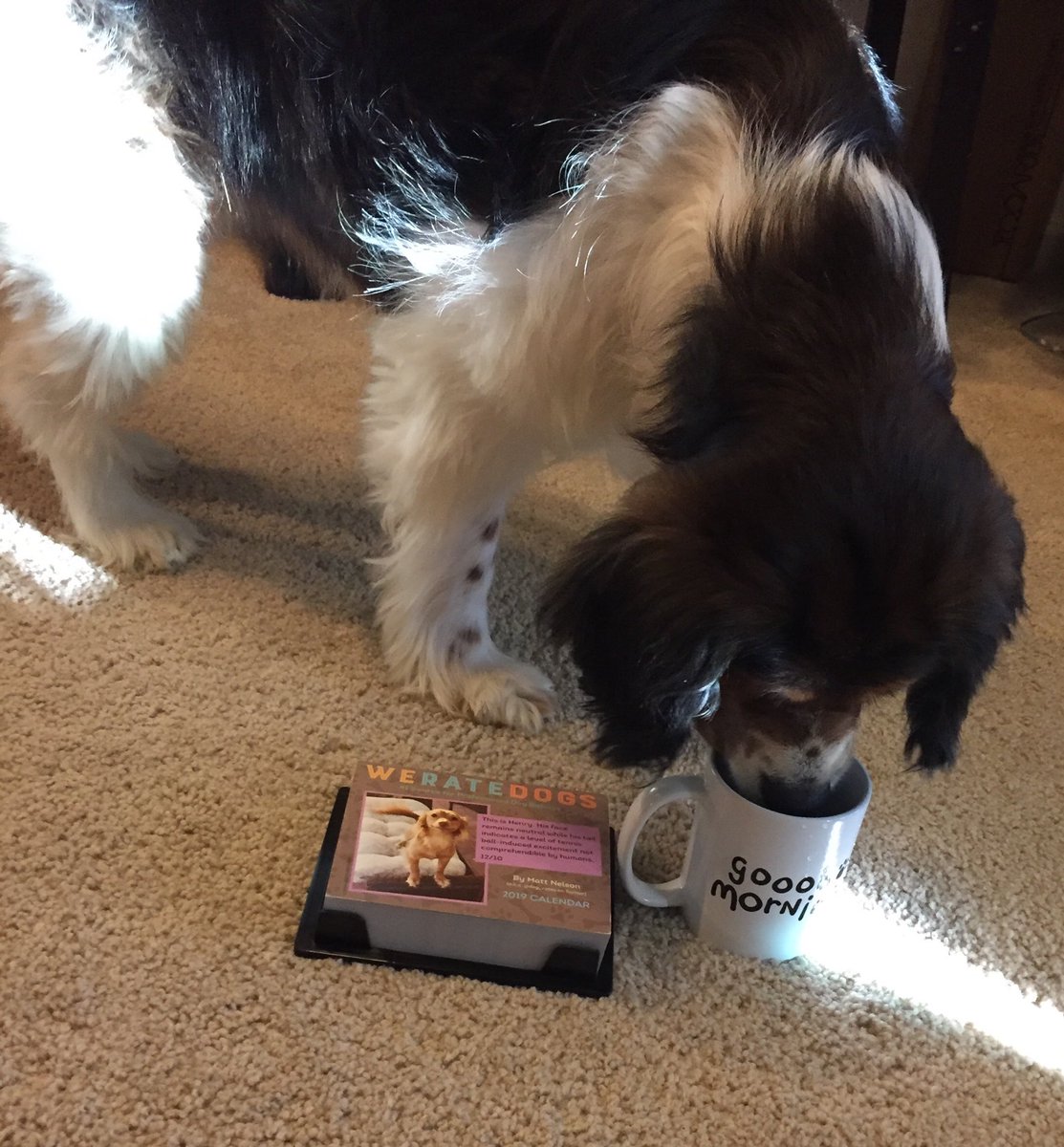 akknight216's tweet photo. We're finally puppared for 2019! ⁦@dog_rates⁩ ⁦@dog_feelings⁩ https://t.co/CANxZLEhFl