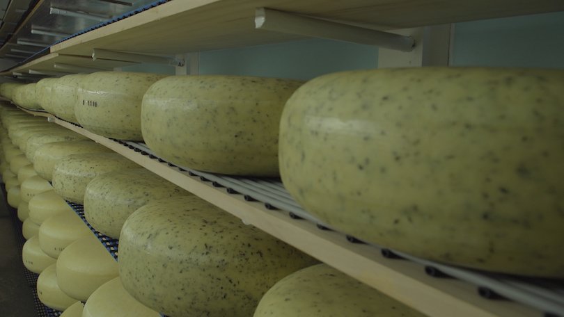 OpenWaikato's tweet photo. Great story by The Spinoff. Dutch courage: The little Kiwi cheese taking on the world https://t.co/Ecb8Y1p0YD https://t.co/nUyaPwRfvN