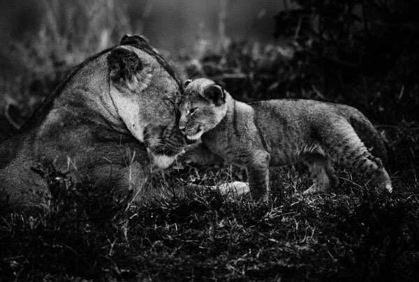 De la tendresse
Lioness with cub, Kenya 2014
Photo <a href="/laurentbaheux/">Laurent Baheux Photo</a>
laurentbaheux-shop.com #JeudiPhoto