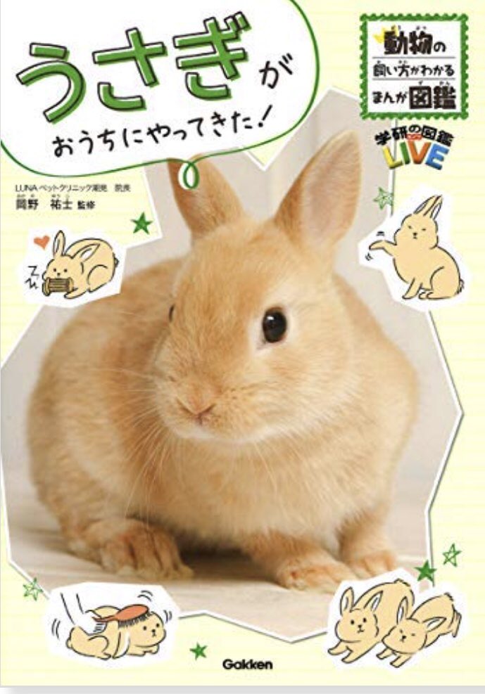 うさぎが可愛い絵本 好きな動物がいたら興味を掘り下げてあげよう おうち知育辞典