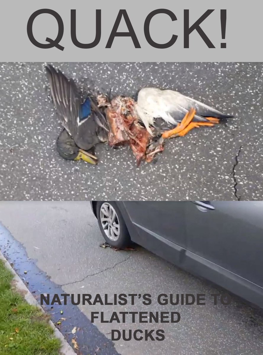 Naturhistorisk's tweet photo. Vi bliver presset fra flere sider.... Om vi ikke også vil deltage i ande-krigen med de andre museer? Så @NikulinDaniel m.fl.: Selv om vi langt fra er færdige med bogværket, kan I godt få forsiden. #longdead #dødveddæk #flattenedbirds #quack #duck https://t.co/1k9Pye7C4K