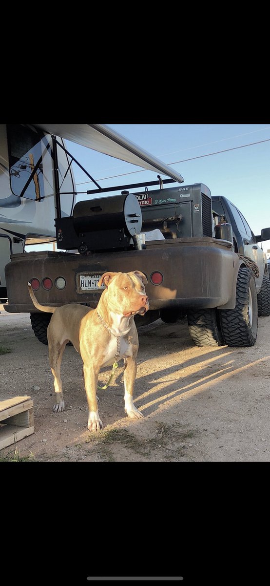 that__rodger's tweet photo. Need to find 
A good size and good looking female
To breed Rocco with. 
He’s a 13 months 
And 110lbs https://t.co/bI0cdS4YWL