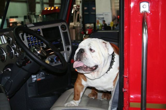 Nortrux's tweet photo. How cute was Hank the Tank?! What a face <3
#mack #macktrucks #mackbulldog #ruffwork #rip #truckerforlife #throwbackthursday #tbt https://t.co/AlA32Hd6rF