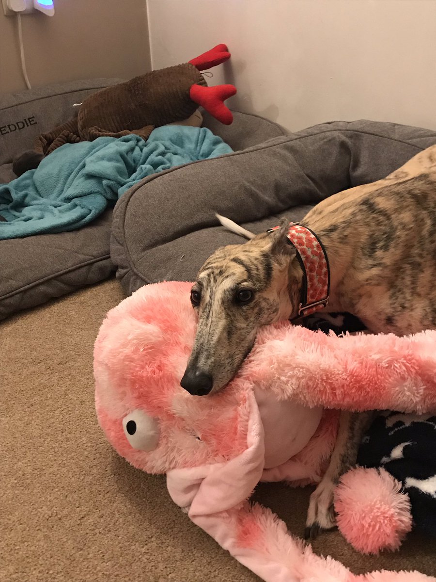 GreyhoundRayna's tweet photo. I Luffs my Xmas present off @CamomileTea1507 my noisy Honktapus! Good for annoying the Hoomans and my Bruva @FreddieTheGrey https://t.co/qshK93smbK