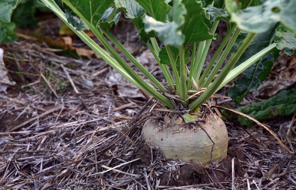 AlbertaFlavour's tweet photo. DYK there are Over 200 #Alberta Farmers that Grow Sugar Beets? #ABFoodFact #FoodFact #SouthernAlberta #AbAg #ABFlavour #AgLove #ABFood #WestCdnAg https://t.co/nVRhpqlp1Z