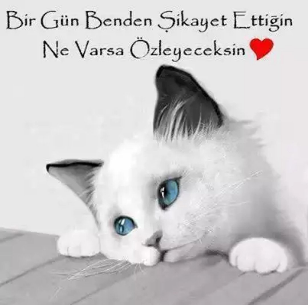 Seçici (@seici11) on Twitter photo 