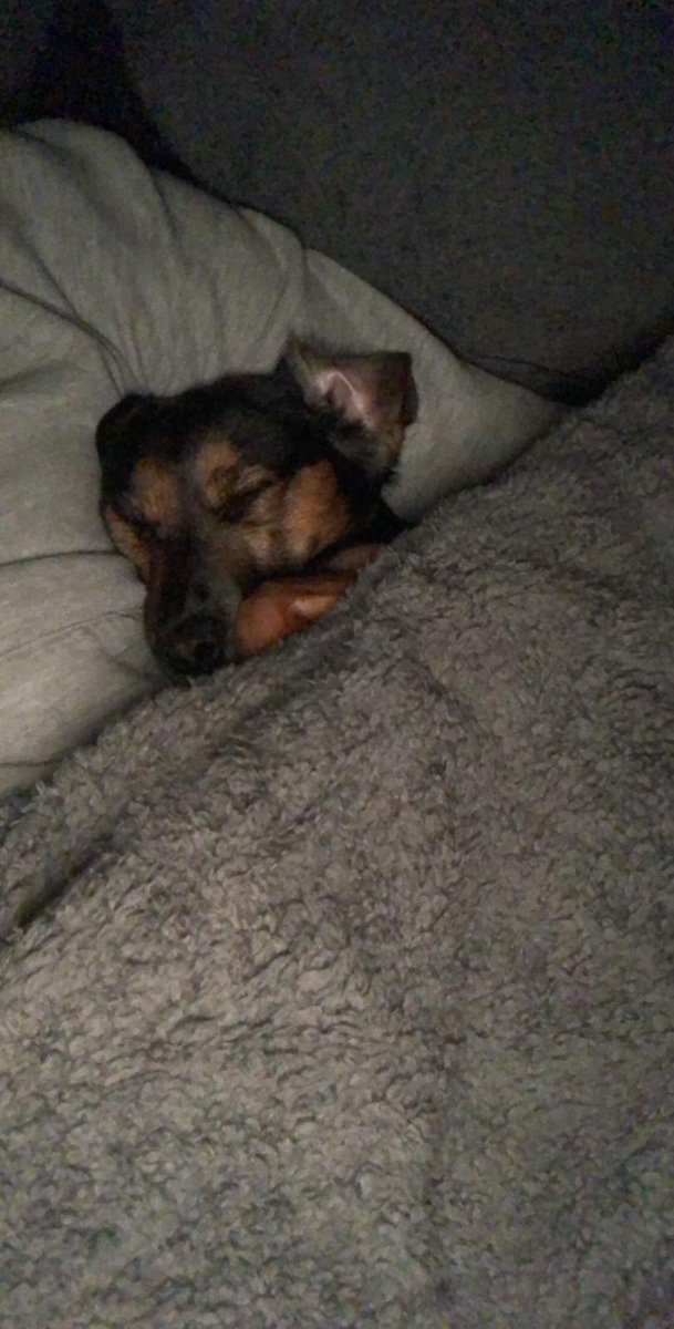 maskell_'s tweet photo. no put my dog on twitter for a while so here she is ❤️❤️ https://t.co/7fZBBPEh5J