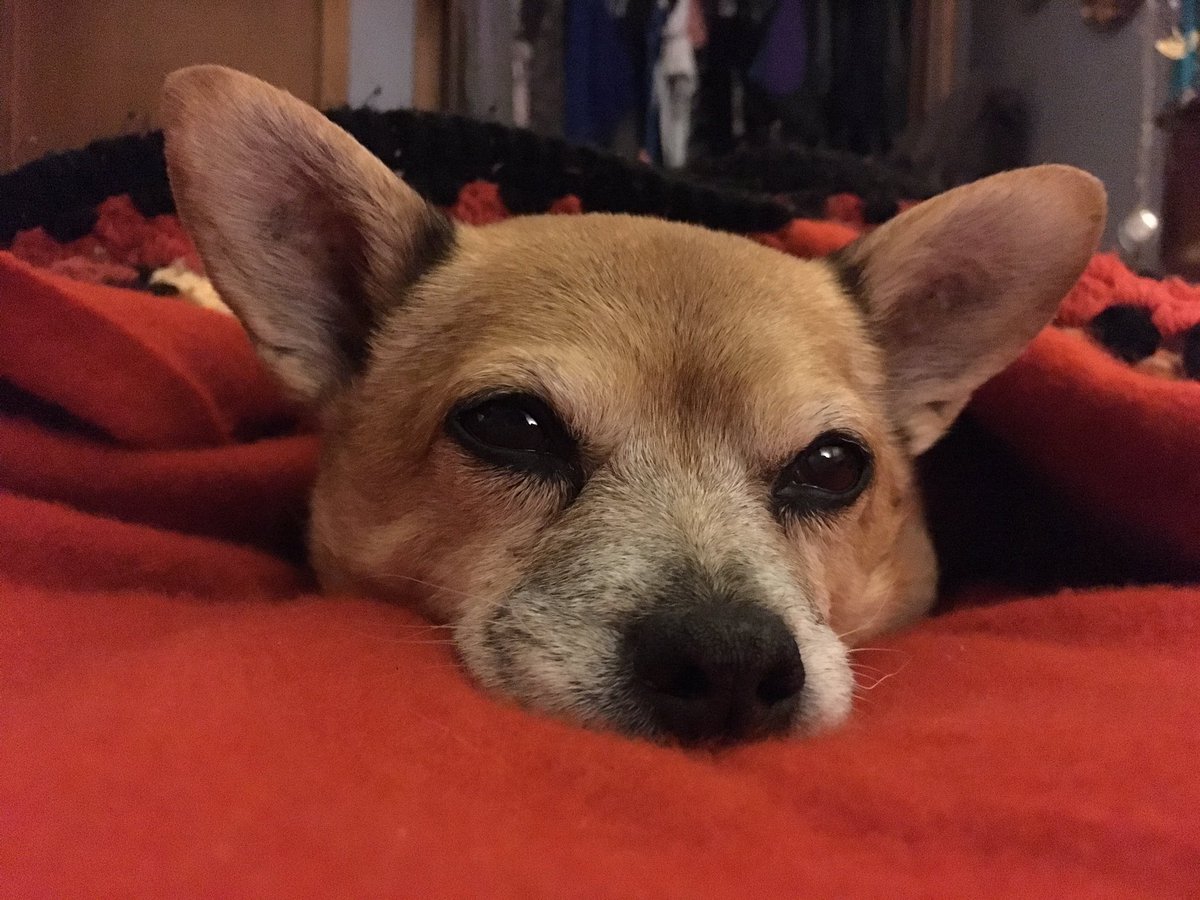 SuperBeardsley's tweet photo. Mama is going to be a college student again. Now she’s never gonna play with us again. https://t.co/69SsQFabUV
