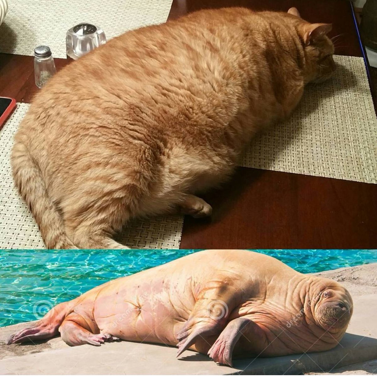 PLawJr's tweet image. Orange tabby cats are very similar to sea lions, except you can't eat sea lions.