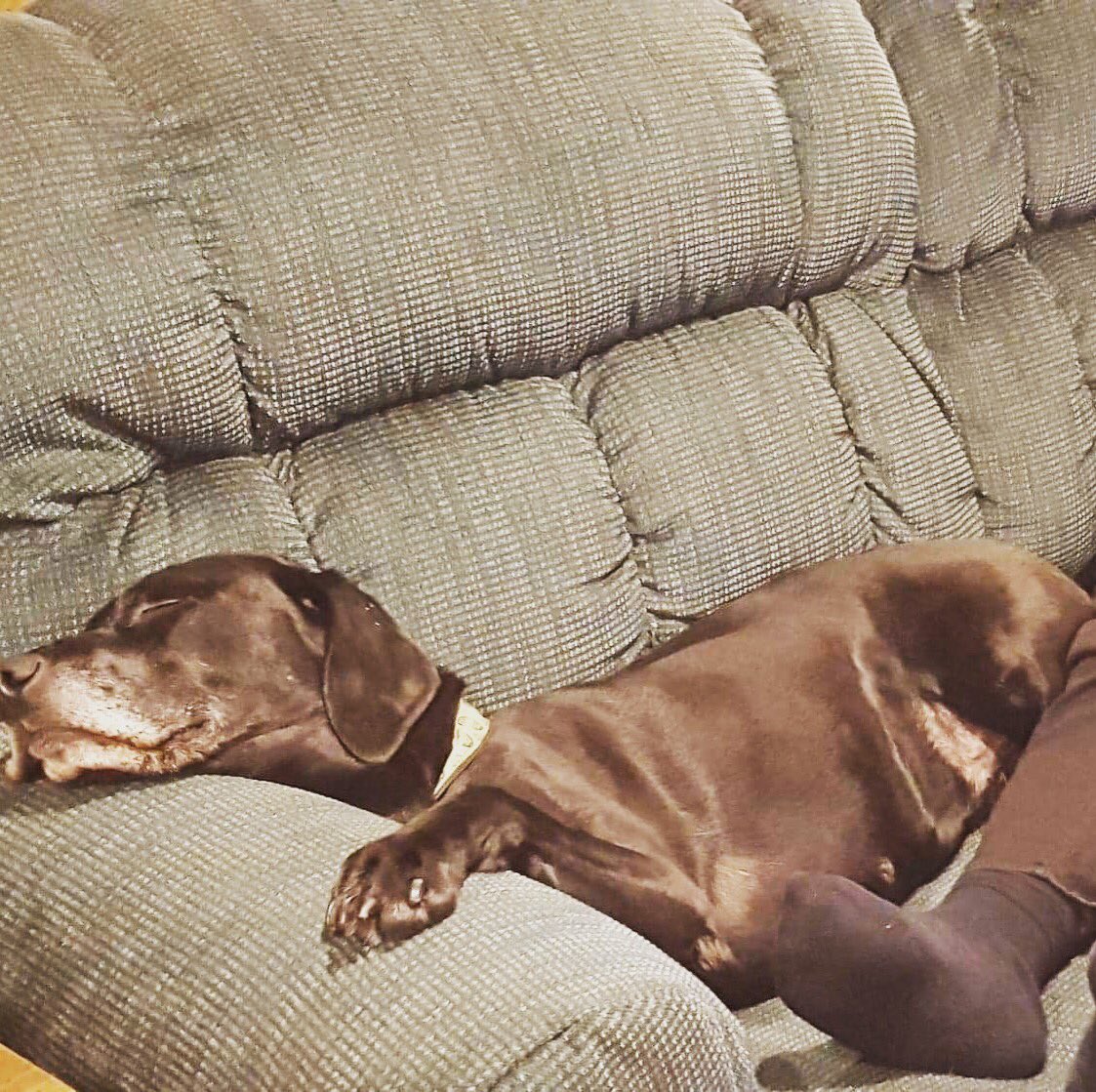 My very happy pupper back home. Miss this girl!
.
.
#dogs #dogstagram #tripawd #tripawdsofinstagram #tripaw #tripawdlife #dogsitting #pups #wanderer #authorlife #writersofinstagram #labsofinstagram #labradorretriever #labsofinsta