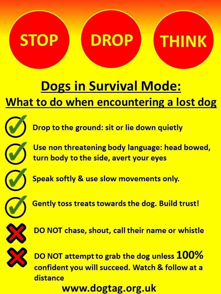 NESS #missing since 9/9/18 blk&amp;wh female #cockerspaniel she's chipped WHERE IS SHE 🤔#LOST from Woodhall Lane #Shenley #WD7 she's VERY timid pls do not approach CONTACT OWNER 😨😨ty 
<a href="/blacklab115/">Amber</a> <a href="/miss_vertonghen/">miss vertonghen</a> <a href="/RachaelB100/">Rachael</a> <a href="/gelert01/">GG01</a> <a href="/veryluckypugs/">Debora</a>
