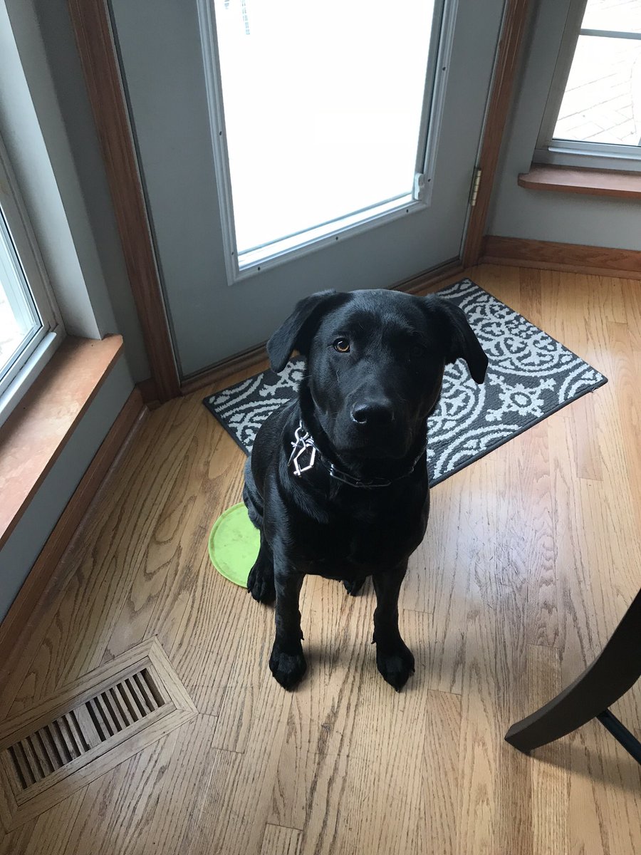 totalbodyinbal's tweet photo. @TPerryPhoto Is that a black lab?? We love our Remi https://t.co/IjVbQGS8EF