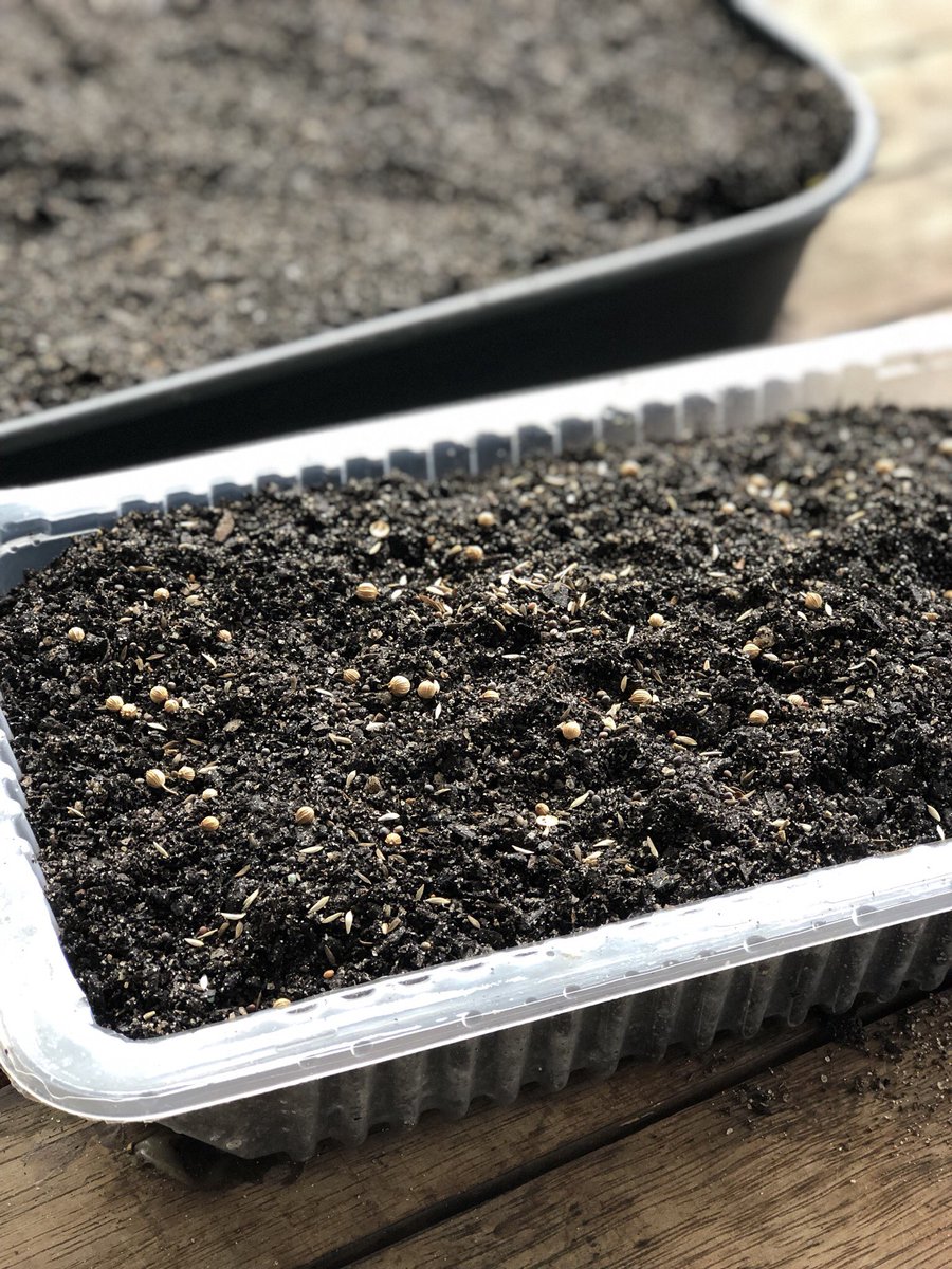 soiltosupper's tweet photo. Sprouting #microgreens for presentation at Ginger Flower &amp; Food Festival at The Ginger Factory #SunshineCoast Friday 18th January 11.30am. Hope to see you there! Info here https://t.co/rTczbWohFs #soiltosupper #growyourfood https://t.co/JztHZTJLor