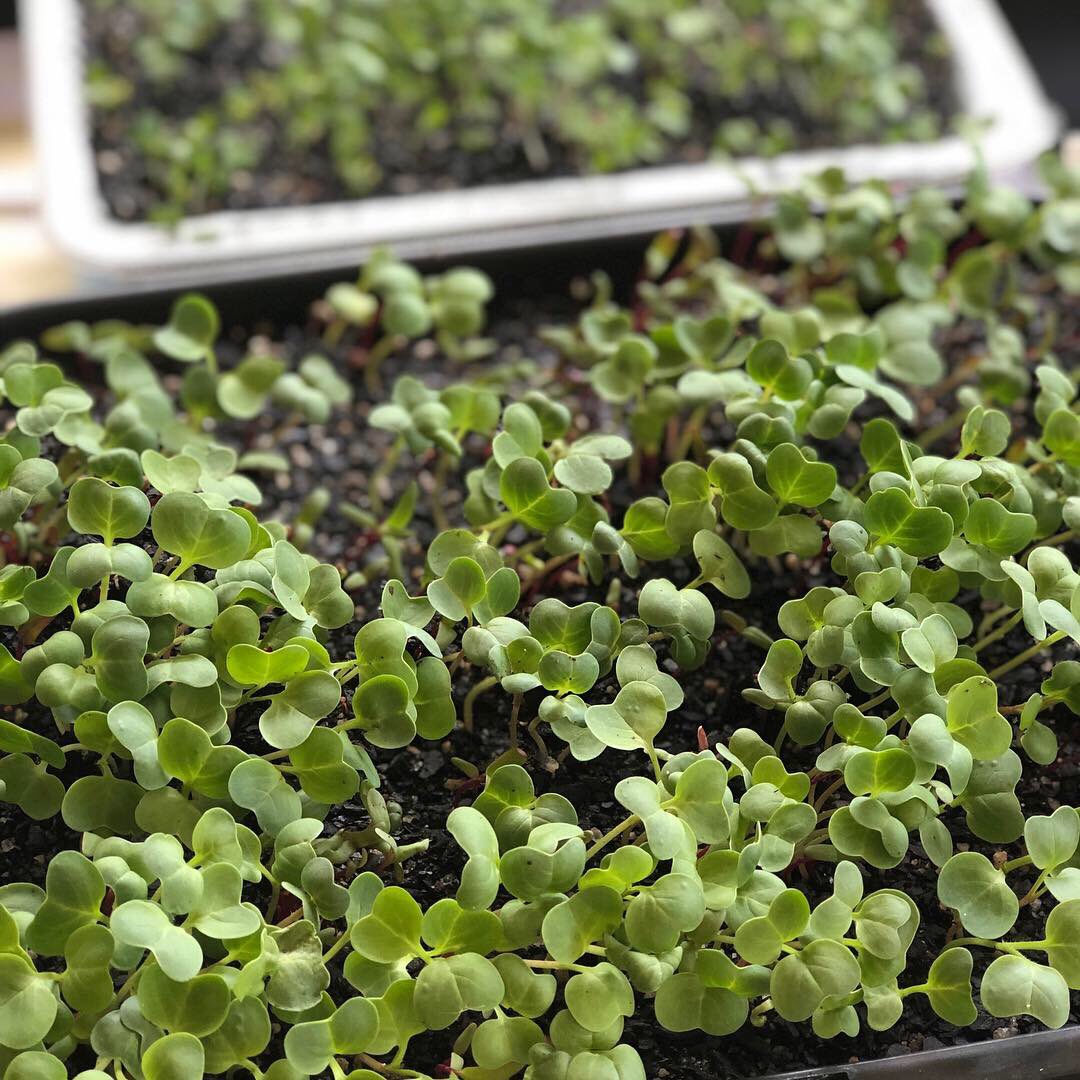 soiltosupper's tweet photo. Sprouting #microgreens for presentation at Ginger Flower &amp; Food Festival at The Ginger Factory #SunshineCoast Friday 18th January 11.30am. Hope to see you there! Info here https://t.co/rTczbWohFs #soiltosupper #growyourfood https://t.co/JztHZTJLor
