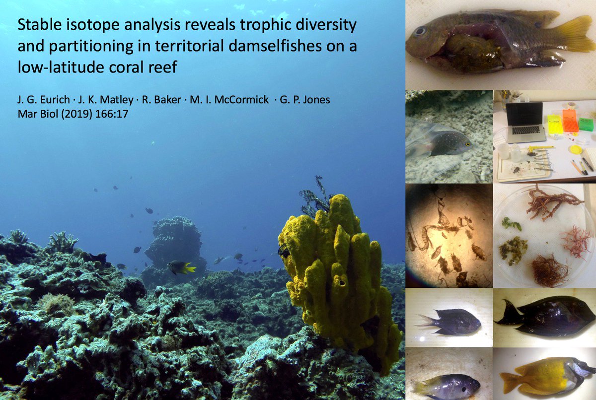 JacobEurich's tweet image. Diet reinforces spatial partitioning and coexistence when competition is high #stableisotopeanalysis - new study here doi.org/10.1007/s00227… on territorial damselfishes and other obligate fishes! @JK_Matley @MarkIMcCormick @JCUFish @CoralCoE @jcu