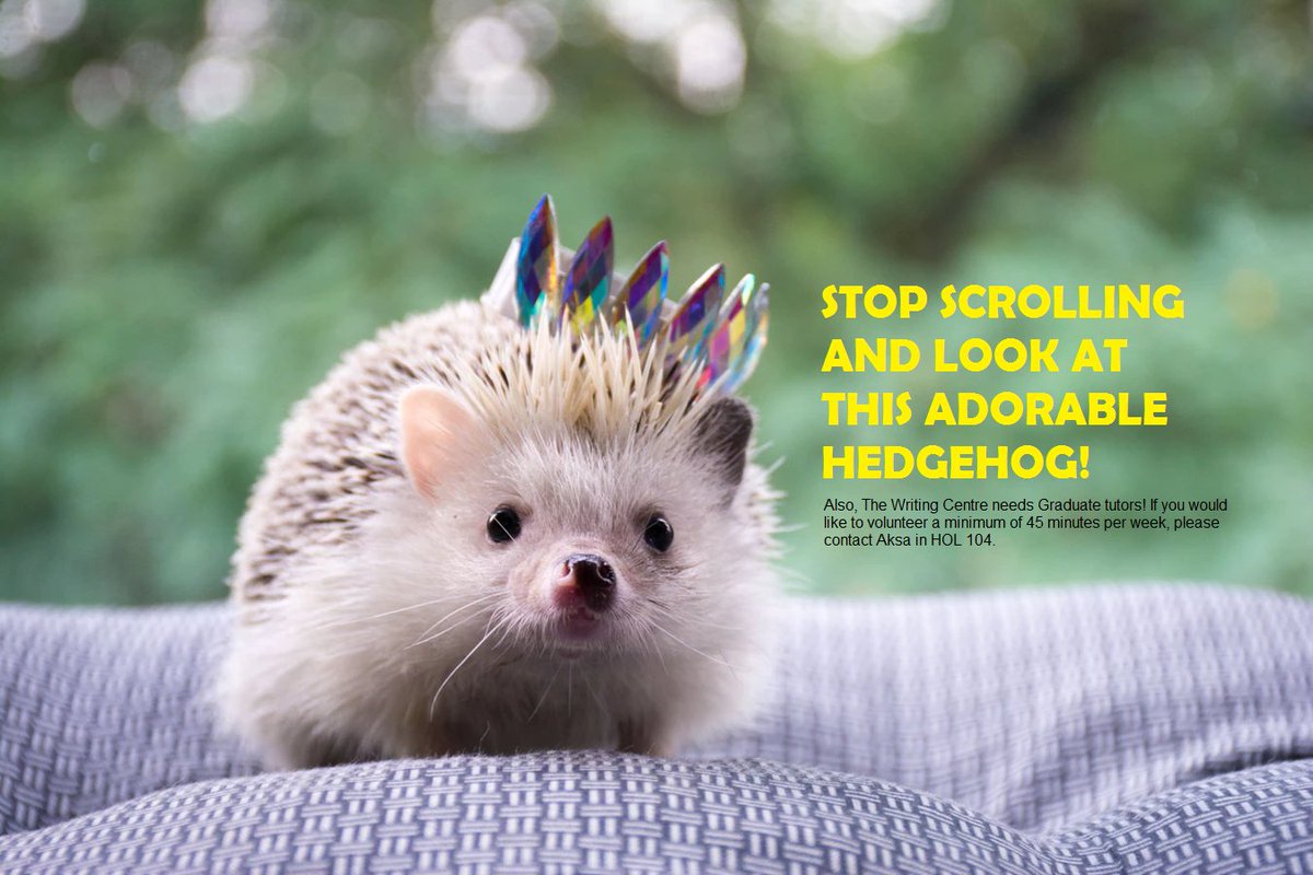 TRUWriting's tweet photo. The Writing Centre needs Graduate tutors! If you would like to volunteer a minimum of 45 minutes per week, please contact Aksa in HOL 104. 
#myTRU #TRUStudentLife #hedgehog #cute #wehiremarketingstudents #sneaky https://t.co/ciS0xZw22Z