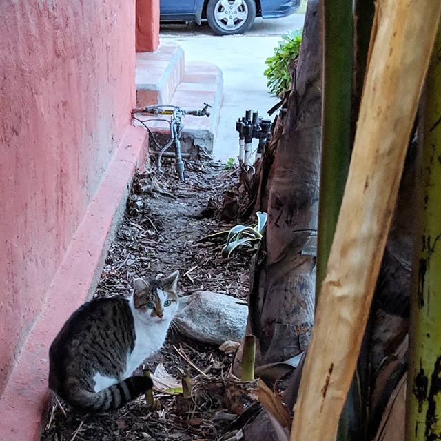 FurlingtonPost's tweet photo. I am king of this urban jungle 
#thedailycrumpet #catsoflosangeles #lacat #catsofinstagram #catgram #dailycat #instacat #meow #gata #gato #chat #katze #neko #kot #kedi #fluffycat #kittycat #catsofla #purr #cat #tabbyandwhite #tabbythursday #stripedtail https://t.co/j0rD7A5w6y https://t.co/UMHMTEp8uQ