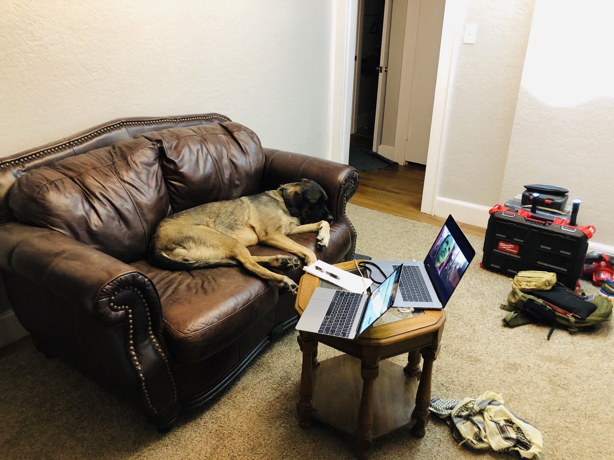 mmadison996's tweet image. So I live in a construction zone (total house remodel). I haven’t had anywhere to actually sit and work since I moved in. So I moved a couch and a small table into a room that was empty. And then, Livie found the couch. #mastiffproblems #remodeling 🤦🏼‍♂️
