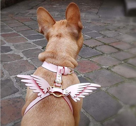 ruffhouzin's tweet photo. For your little angel 💖
https://t.co/uleZN8xpOi https://t.co/nRdyxGbSnB