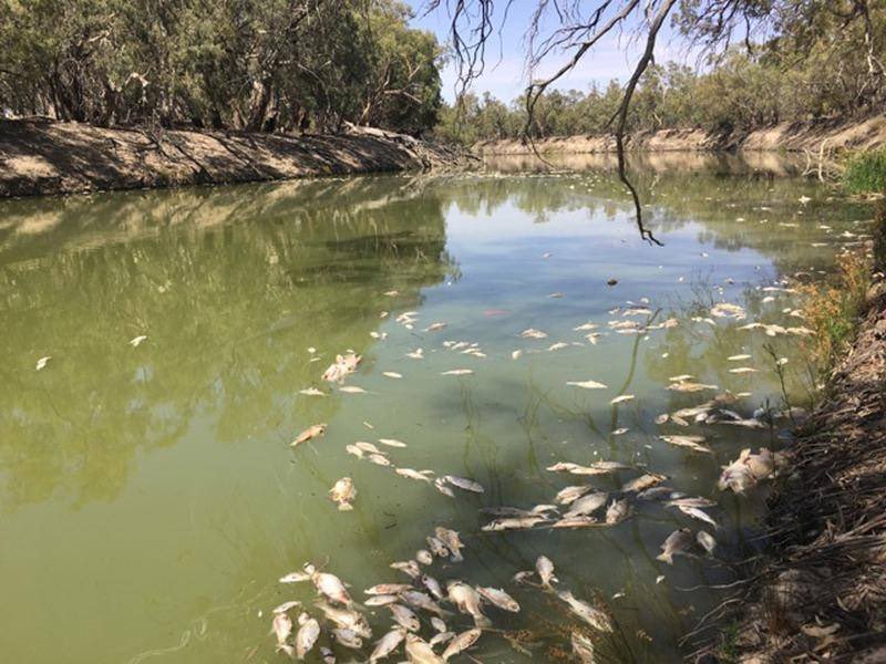 We are saddened by the scenes of devastation on the Darling River at Menindee. This has had a profound impact on the Barkandji community &amp; all Aboriginal people along the river. Here is a statement from our Chair Cr Roy Ah-See @RoyAhSee #MurrayDarling 
bit.ly/2SSRSSo