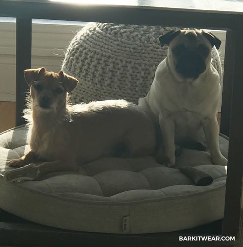 barkitwear's tweet photo. Training time for Max without his P-Suit® #dogdiaper! Playtime with Rosie♥️♥️

#RightBeforeIFellAsleep #dogsoftwitter #dogslife #dogs #dogday #dogsoftwitter #dogtraining #dogtweets #doglife #dogsofinstagram #dogsofinsta #DogsofTwittter #seniordog #pug 

https://t.co/7kegsQuwK2 https://t.co/cEF2QCngc6