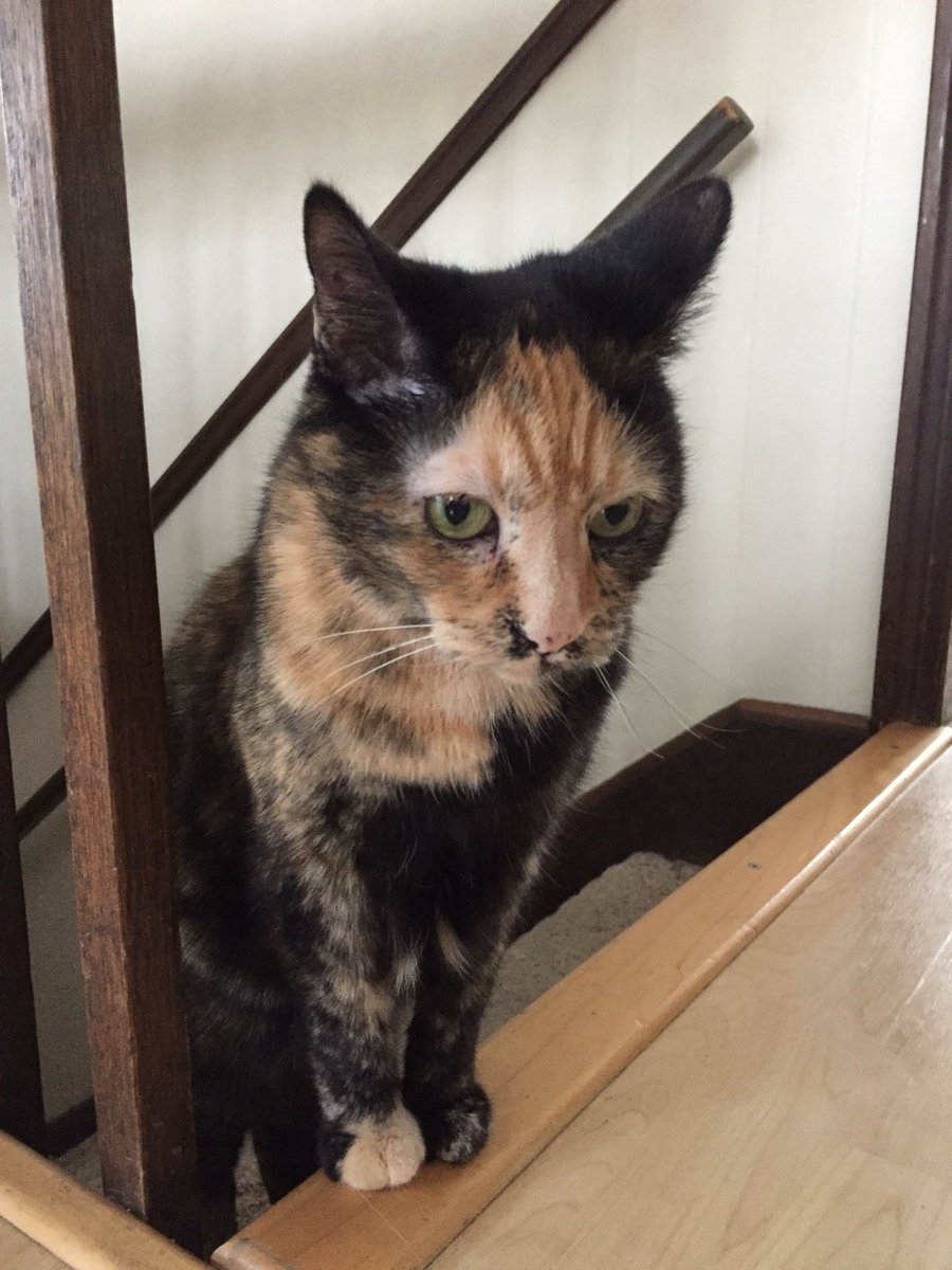 LoreleiEllen's tweet photo. #ZenCat “If one man conquer in battle thousand times thousand men, and if another conquer himself, he is the greatest of conquerors.“ 🐈🙏🏻🐾 #Verse11 #Cat #MoreWorthyToBattleYourWeaknessesThanOthers https://t.co/rrIJF0OiWf